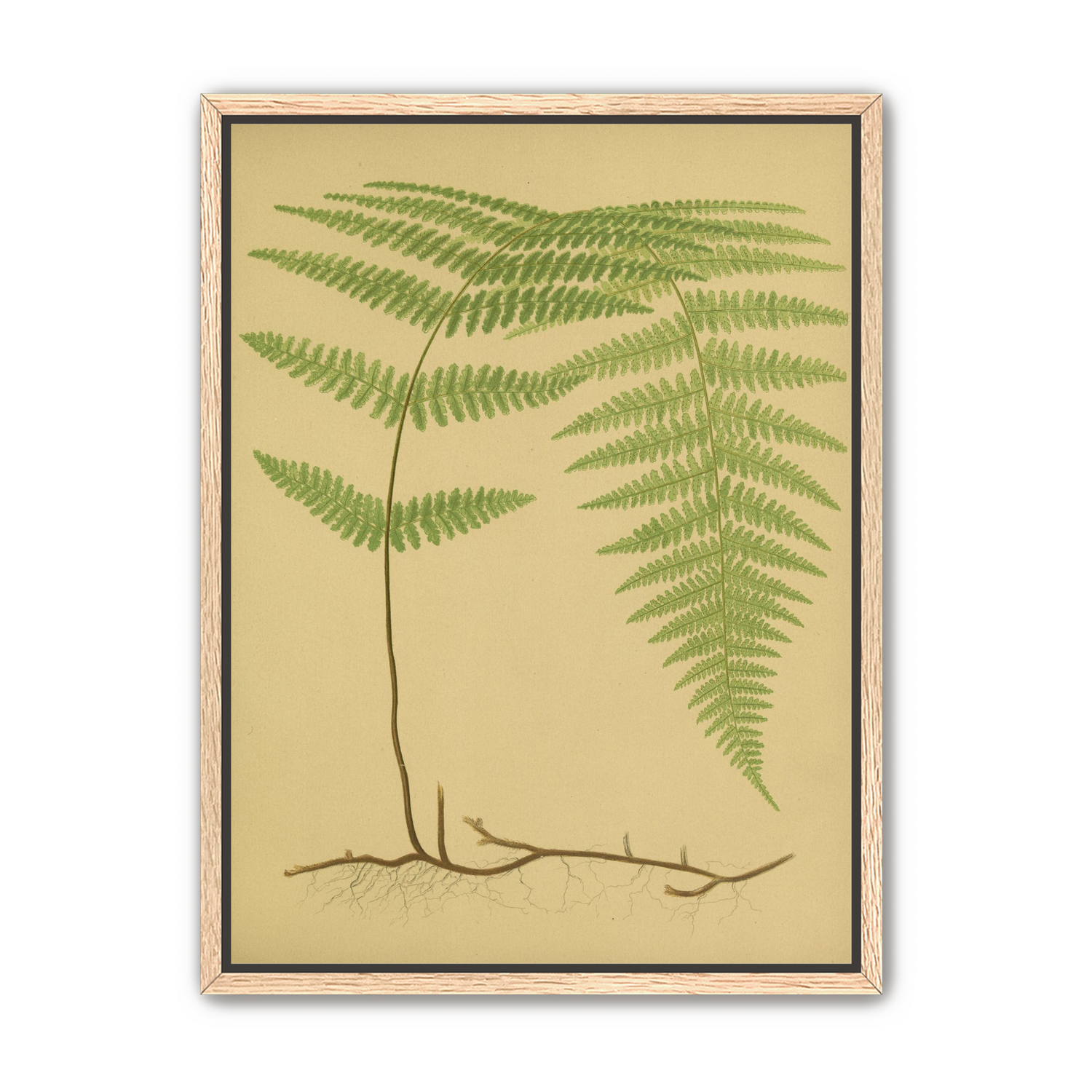 Green frond on tan paper