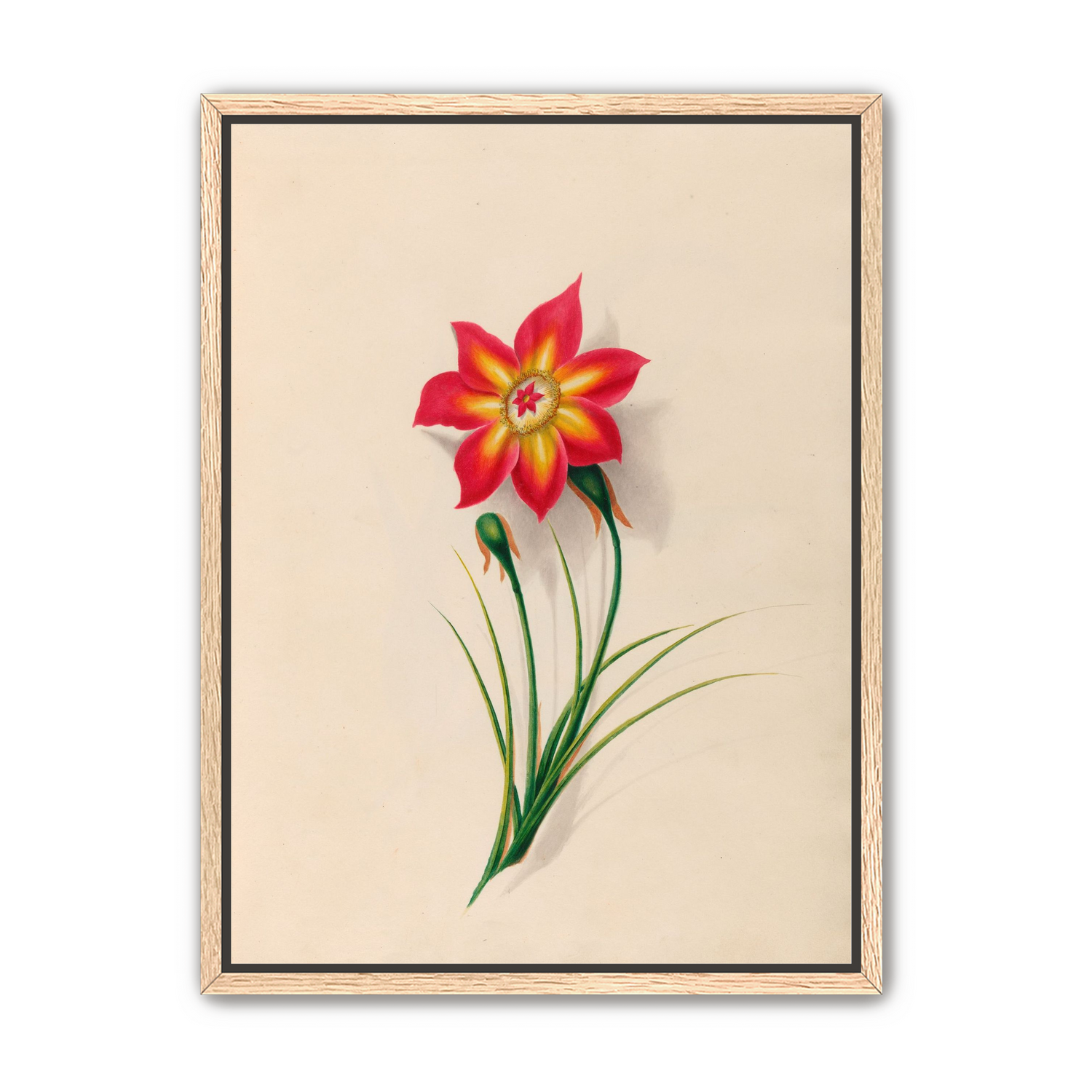 One flower above two buds