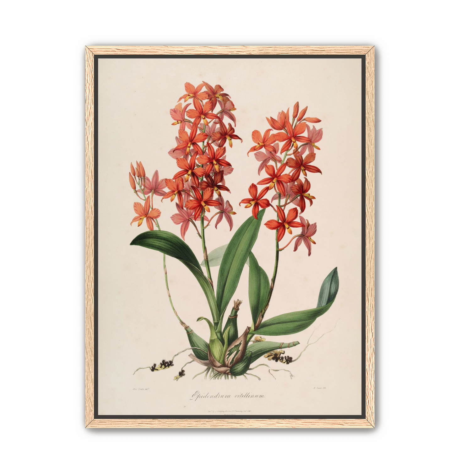 Red orchids on white paper