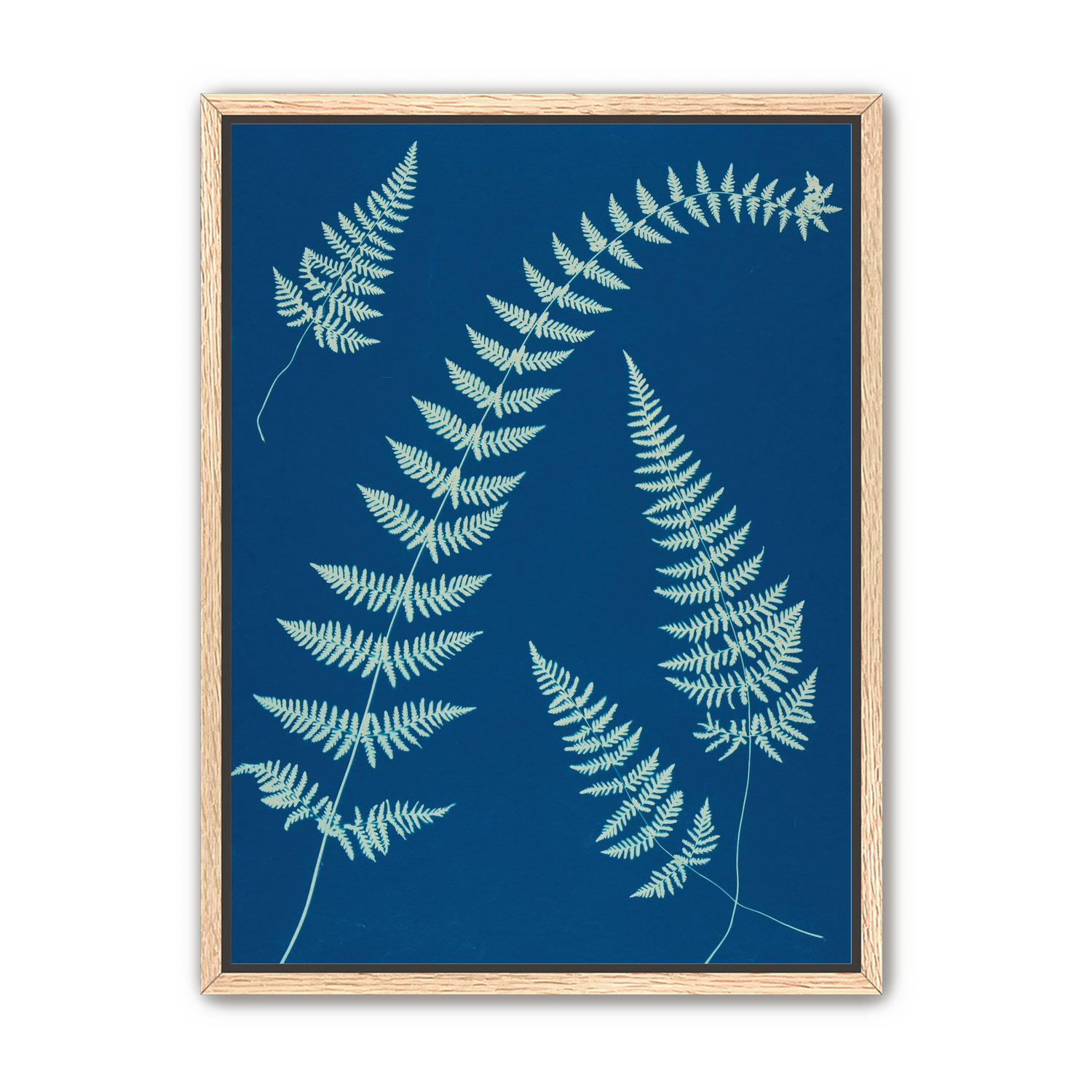 Fern shadows in blue