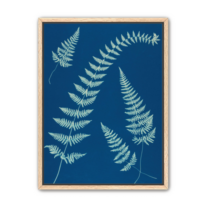 Fern shadows in blue