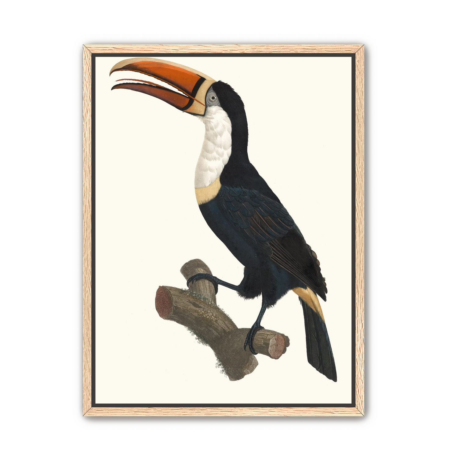 Hornbill on cut branch