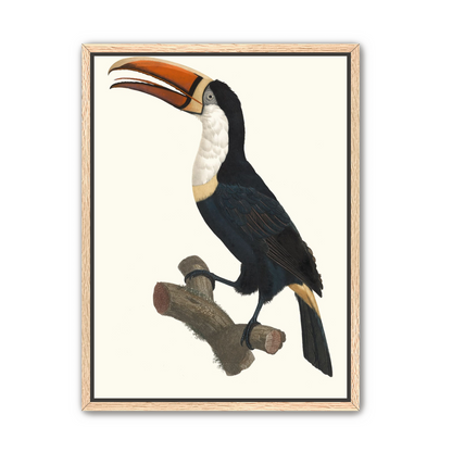 Hornbill on cut branch