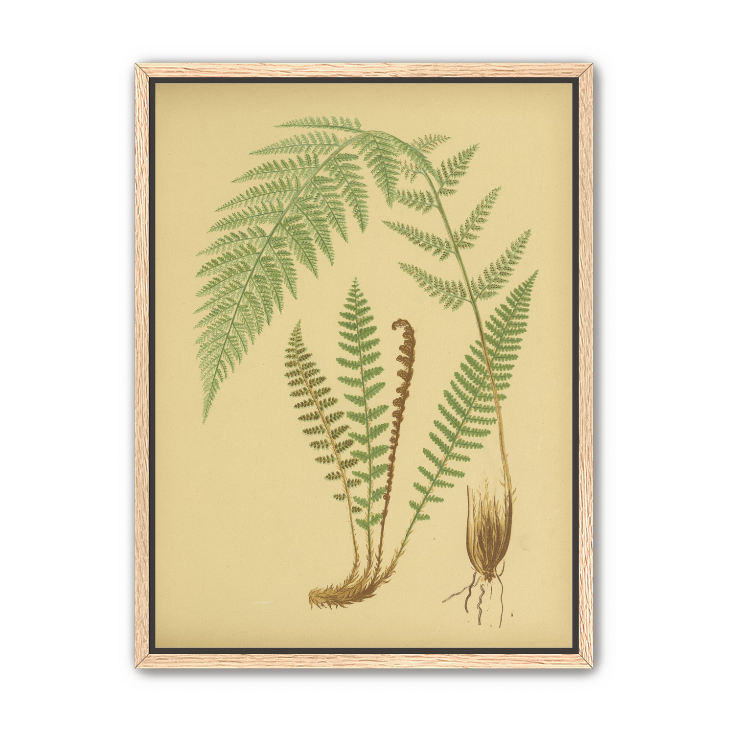 Fern fronds on tan paper