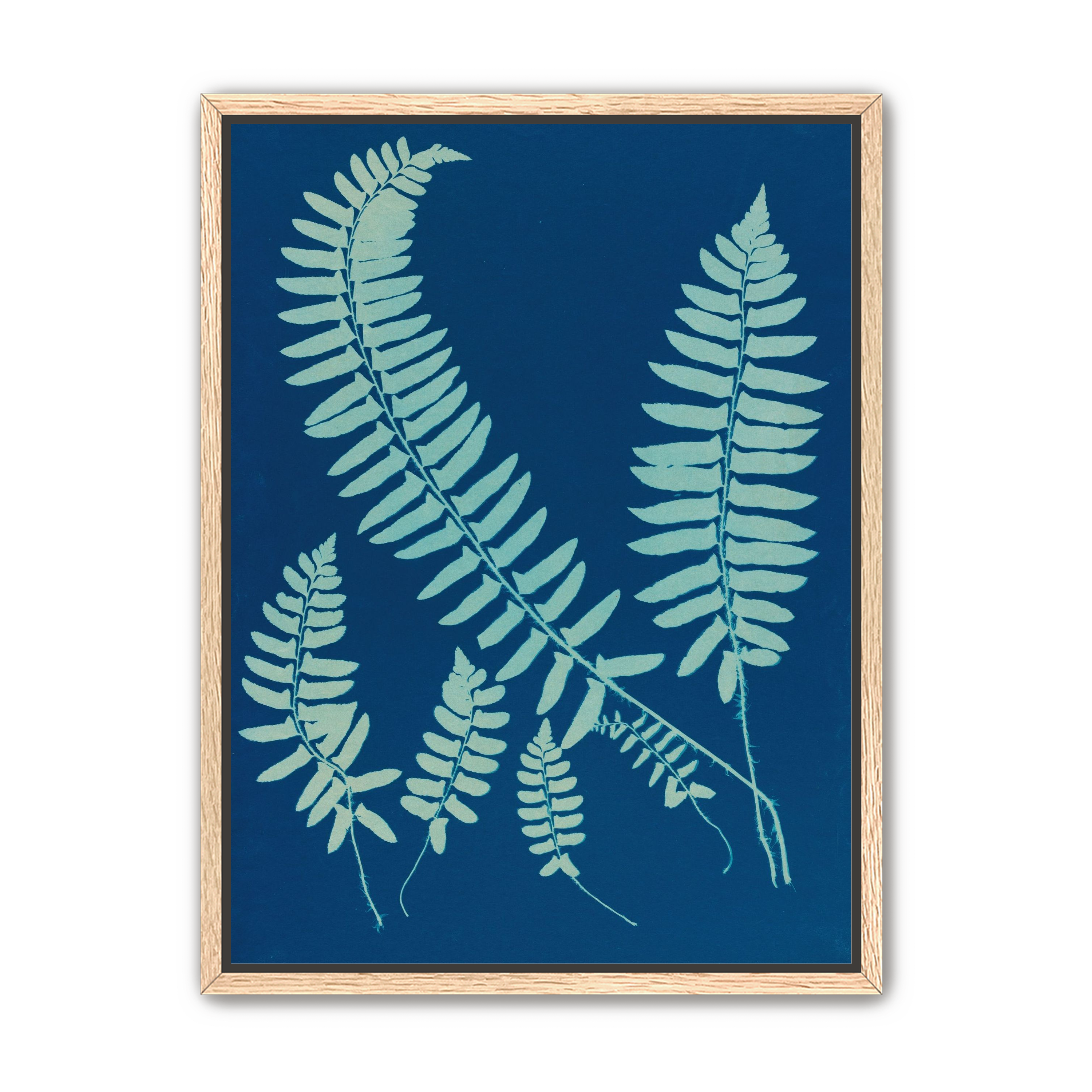 Fern shadows in blue