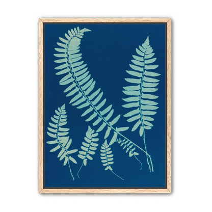 Fern shadows in blue