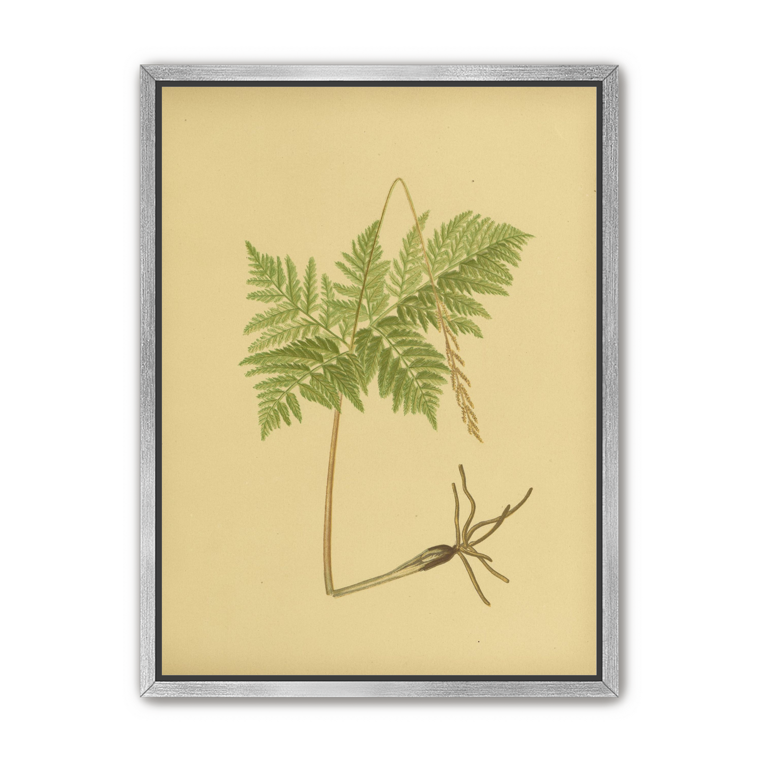 Fern fronds above bare roots