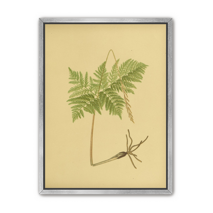 Fern fronds above bare roots