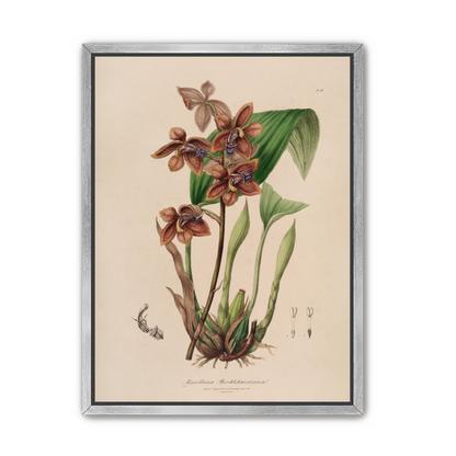 Speckled orchids on pale paper