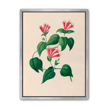 Three trumpets on a vine