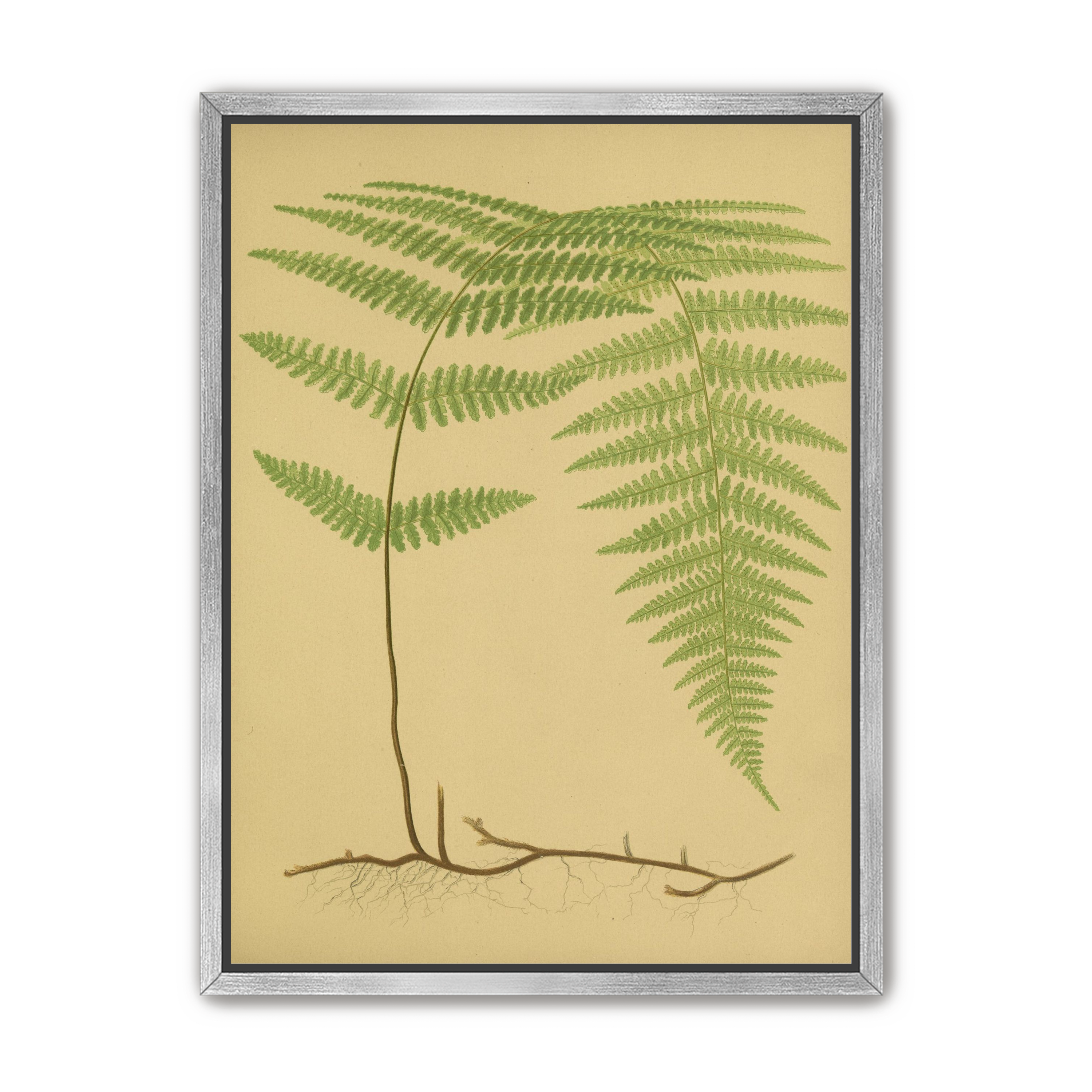 Green frond on tan paper