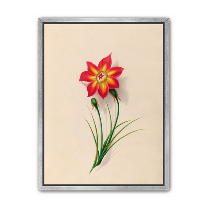 One flower above two buds