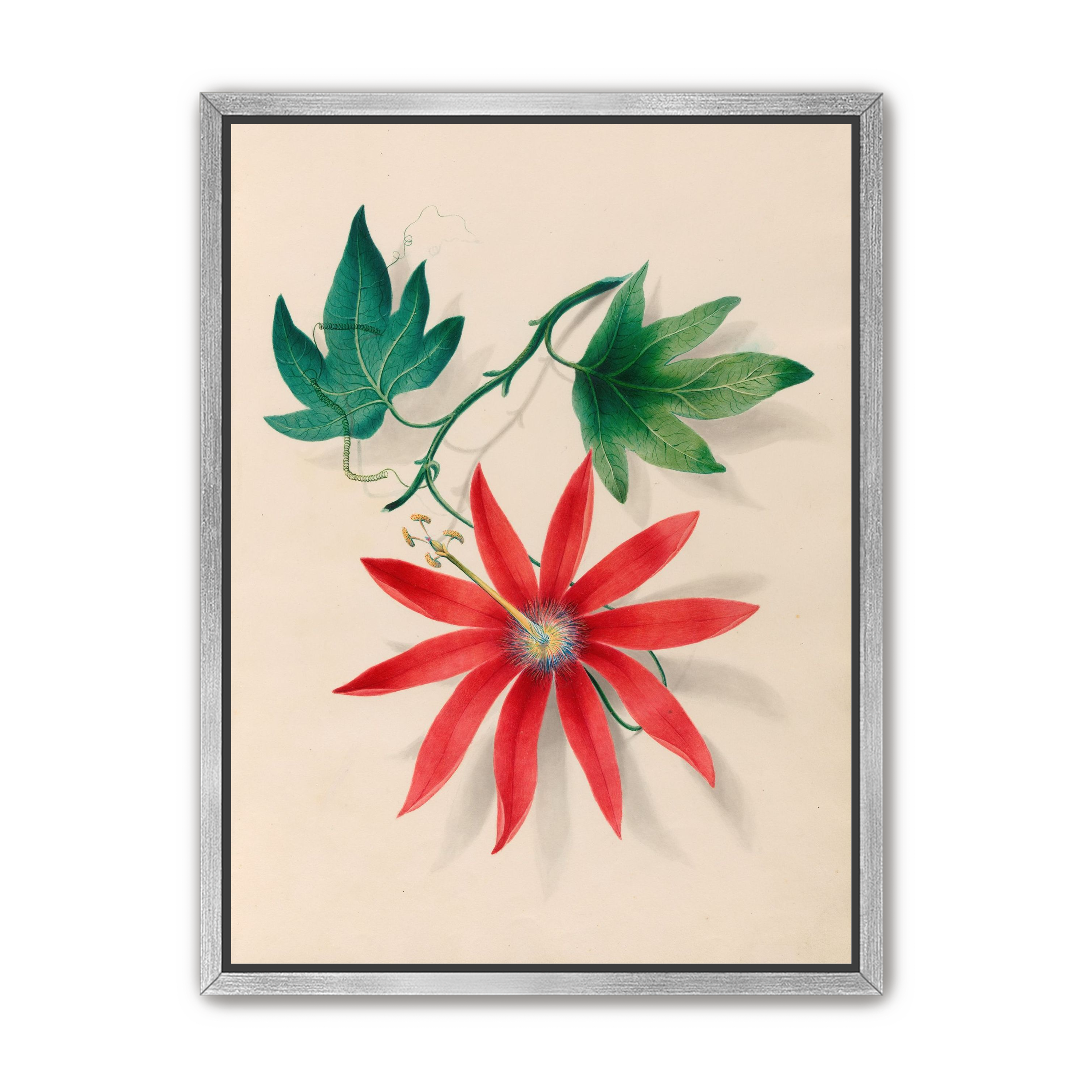 Red bloom on green vine