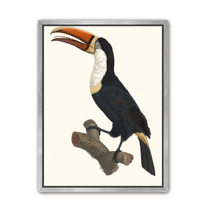 Hornbill on cut branch