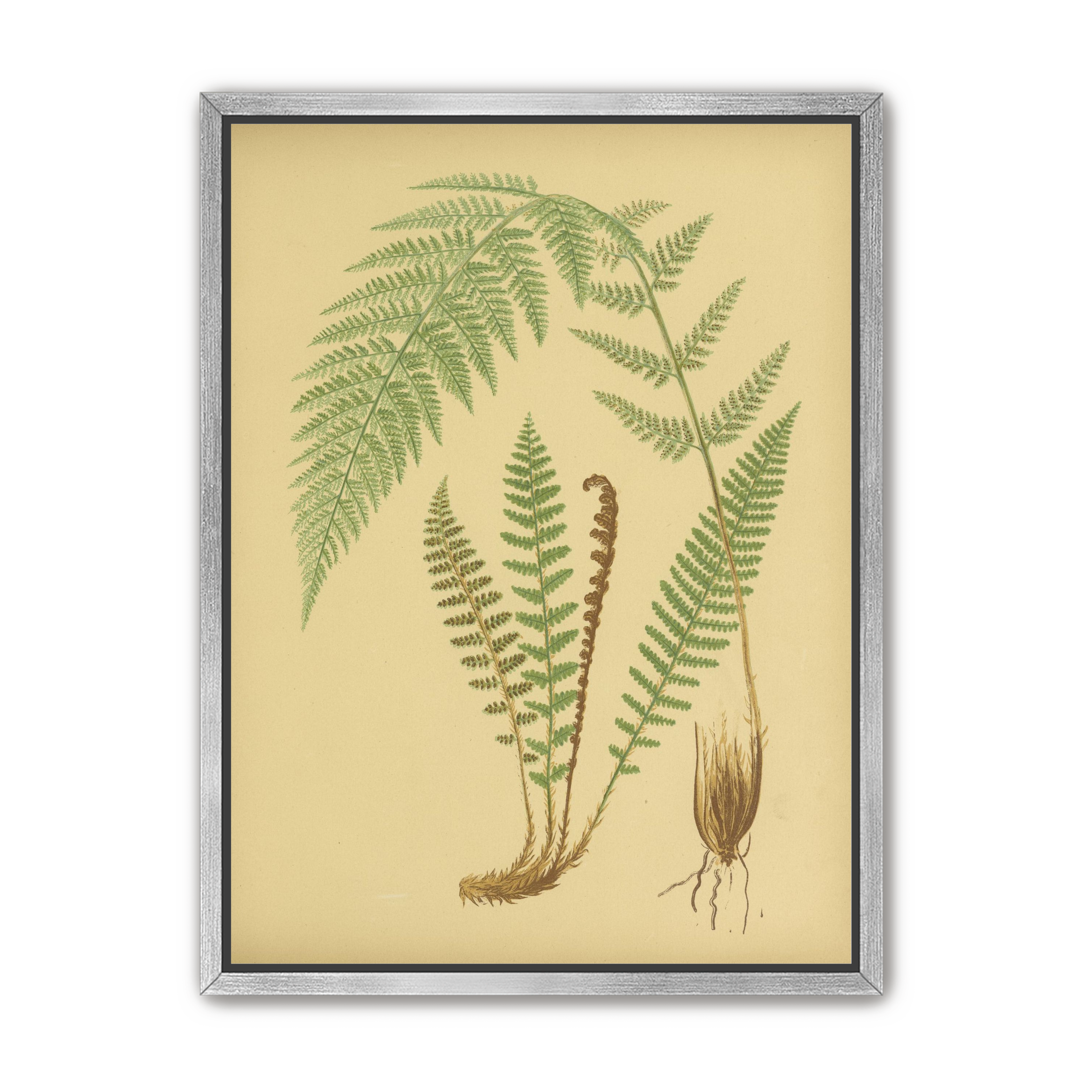 Fern fronds on tan paper