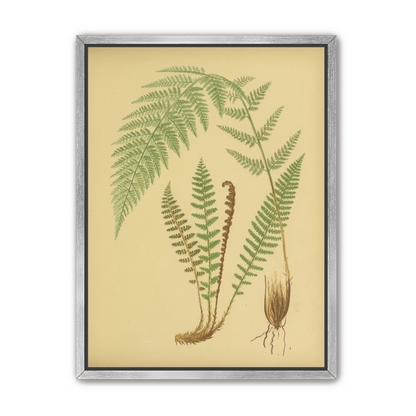 Fern fronds on tan paper