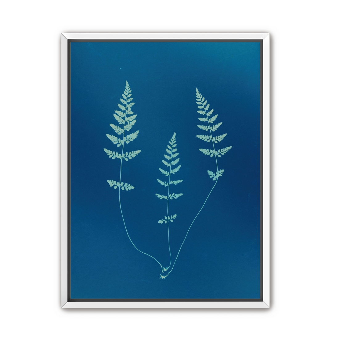 Three ferns in blue
