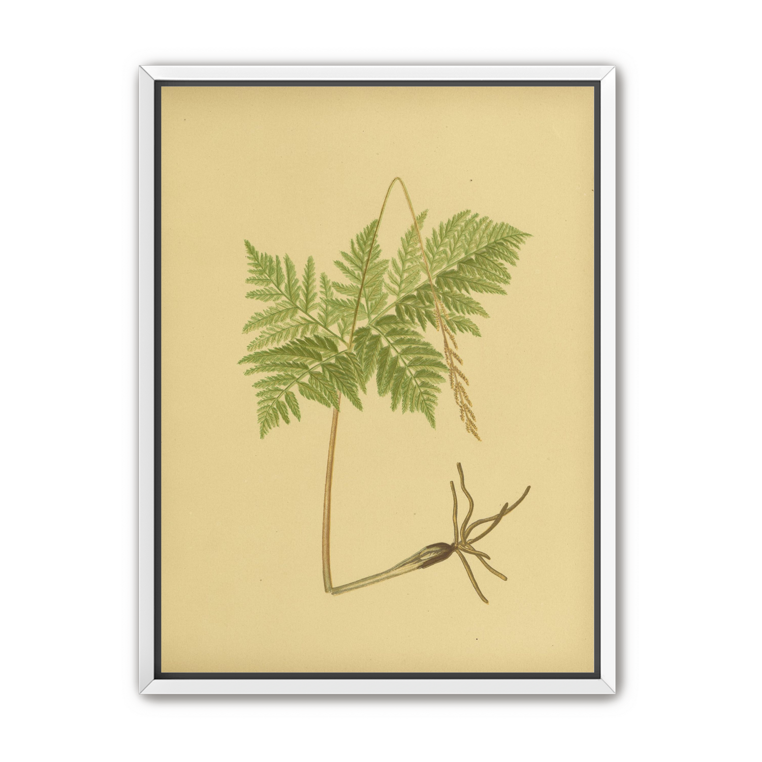 Fern fronds above bare roots