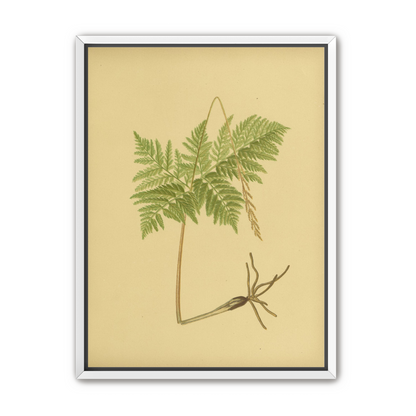 Fern fronds above bare roots