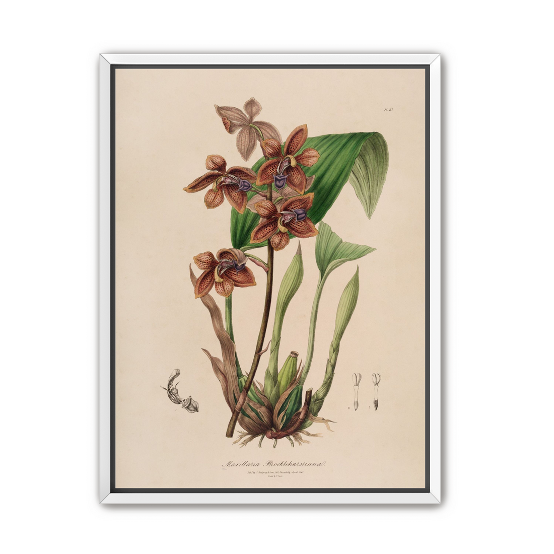 Speckled orchids on pale paper