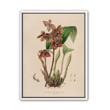 Speckled orchids on pale paper