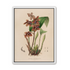 Speckled orchids on pale paper