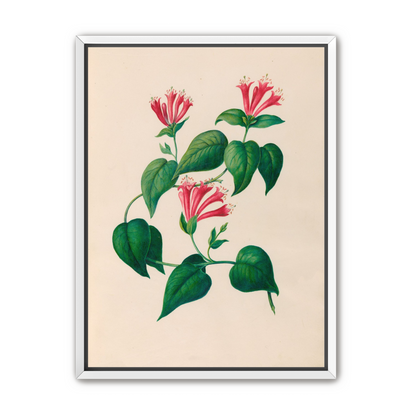 Three trumpets on a vine