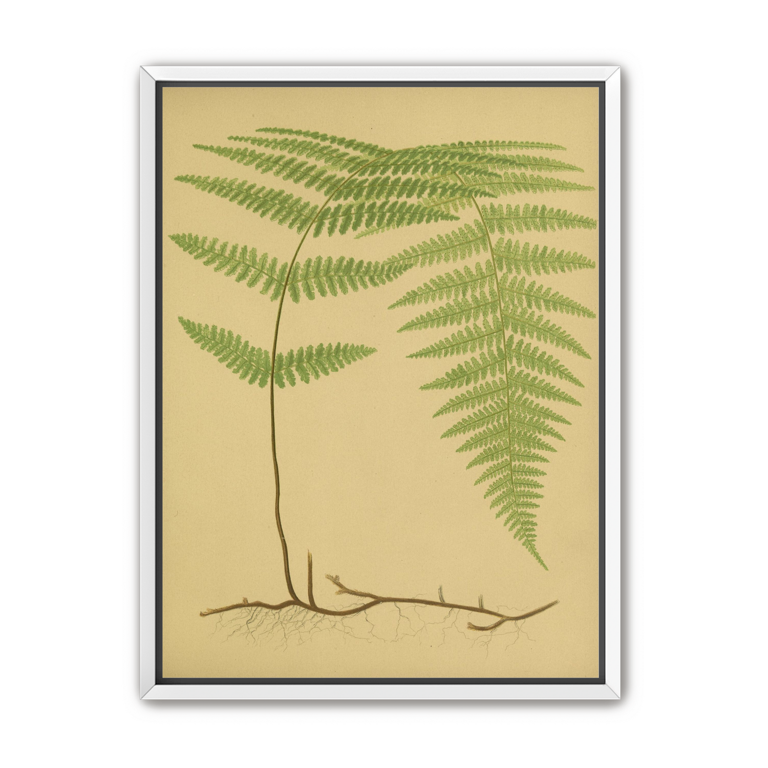 Green frond on tan paper