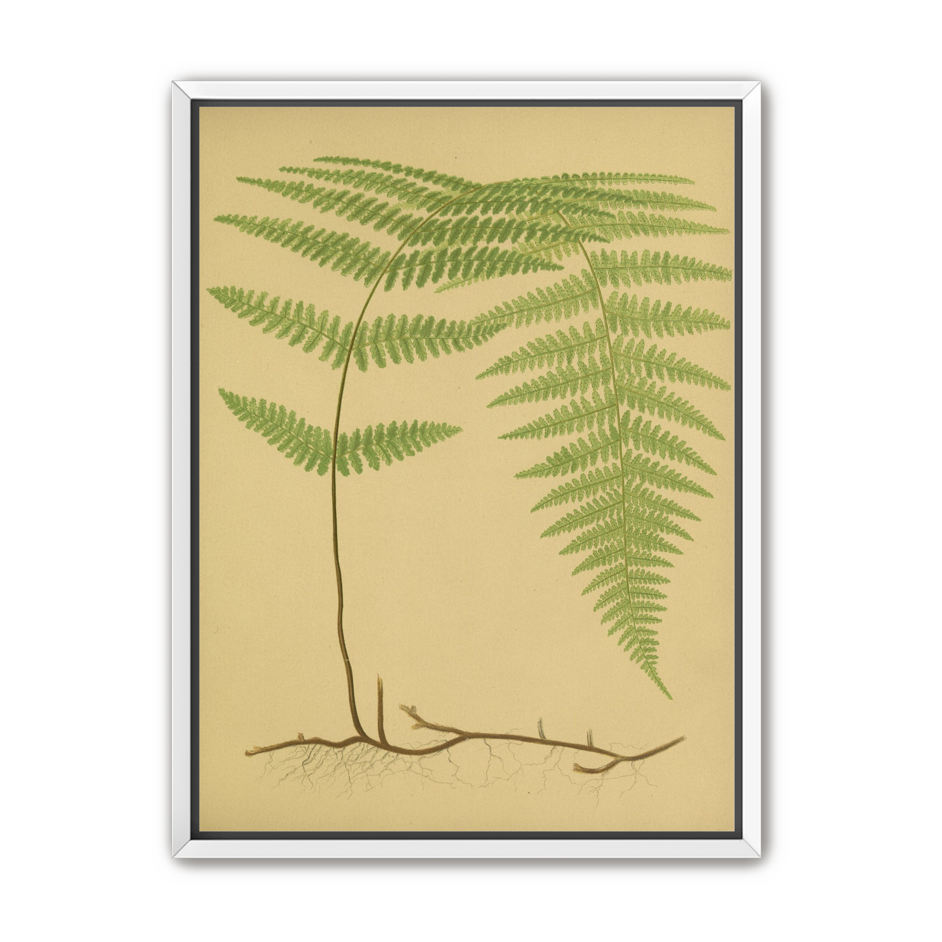 Green frond on tan paper
