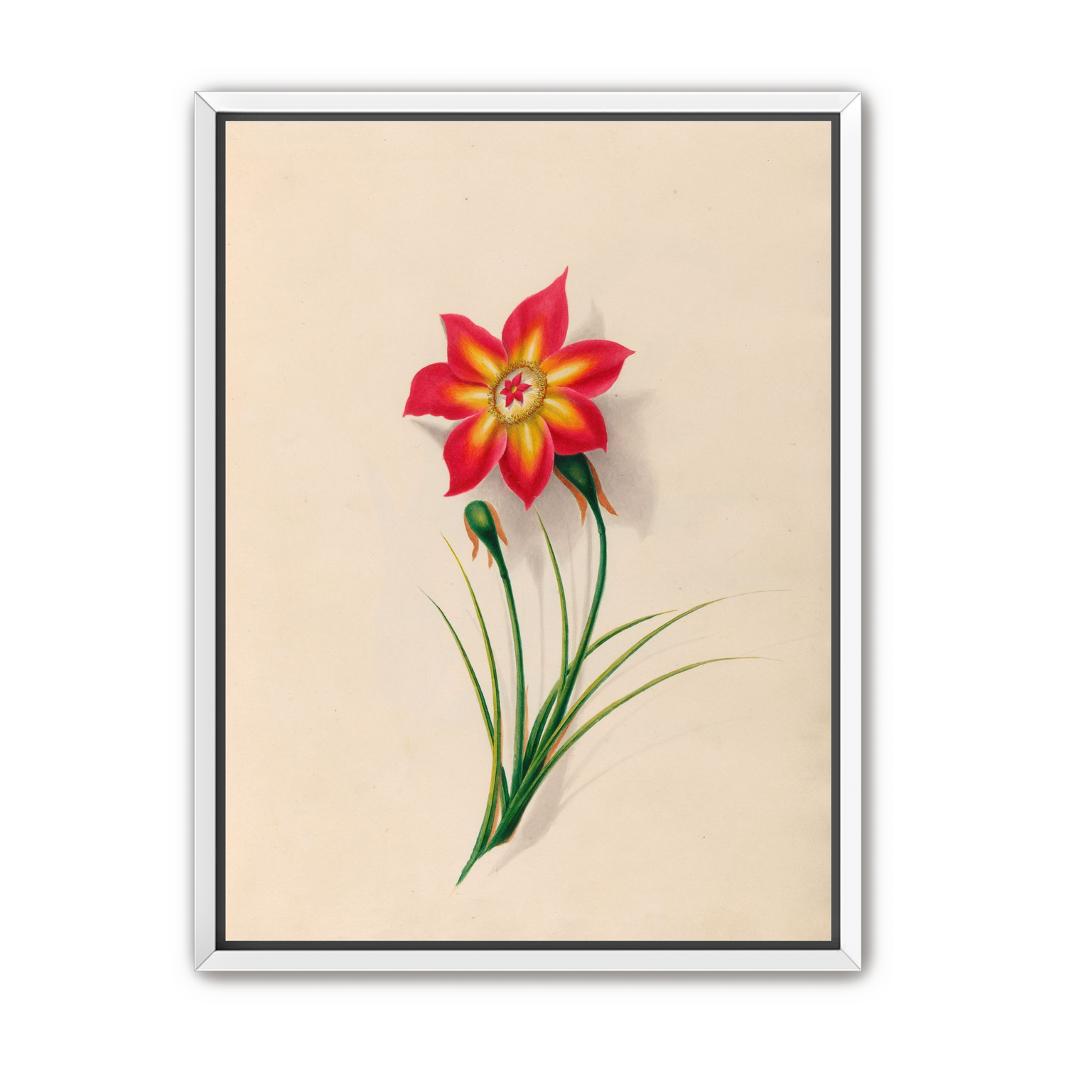 One flower above two buds