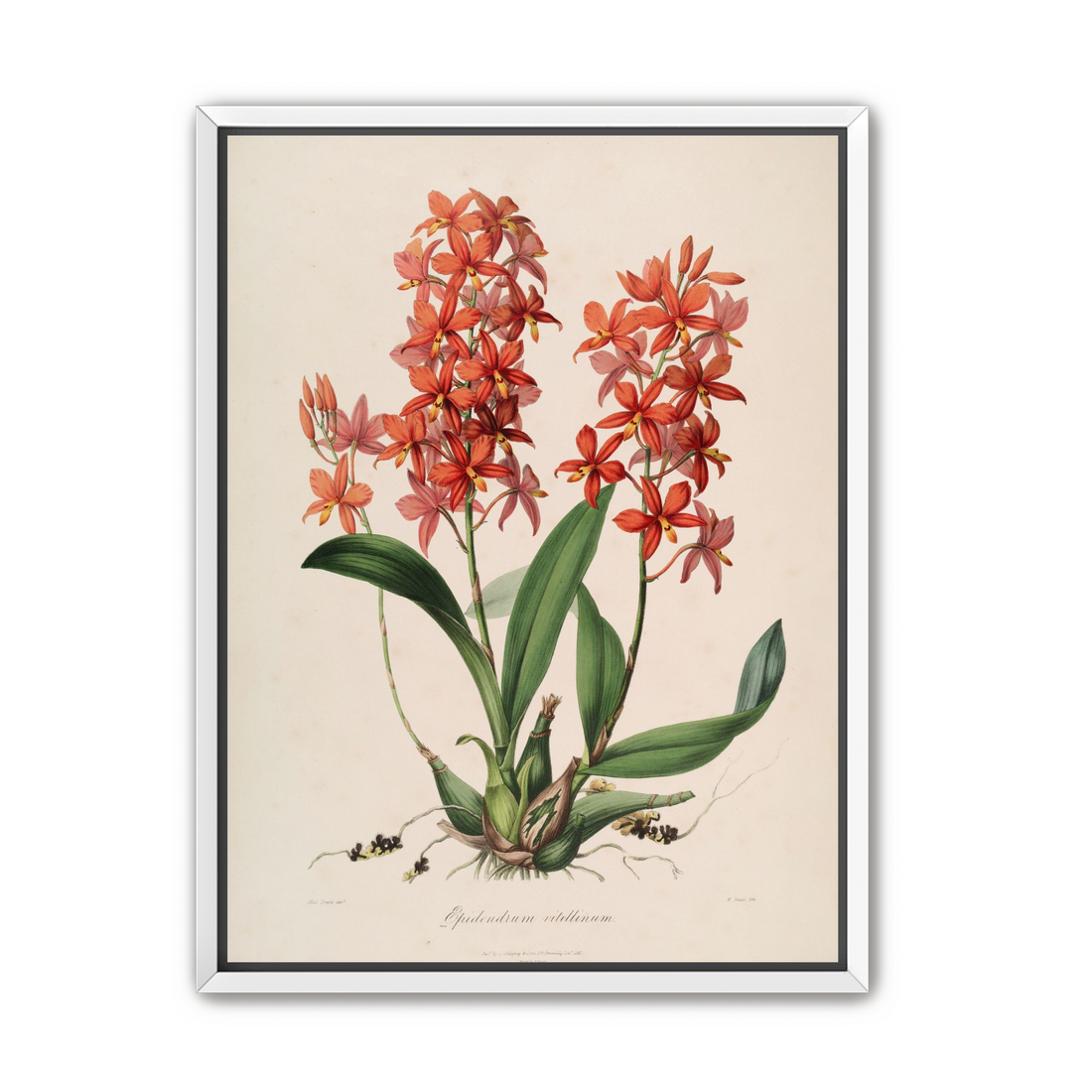 Red orchids on white paper