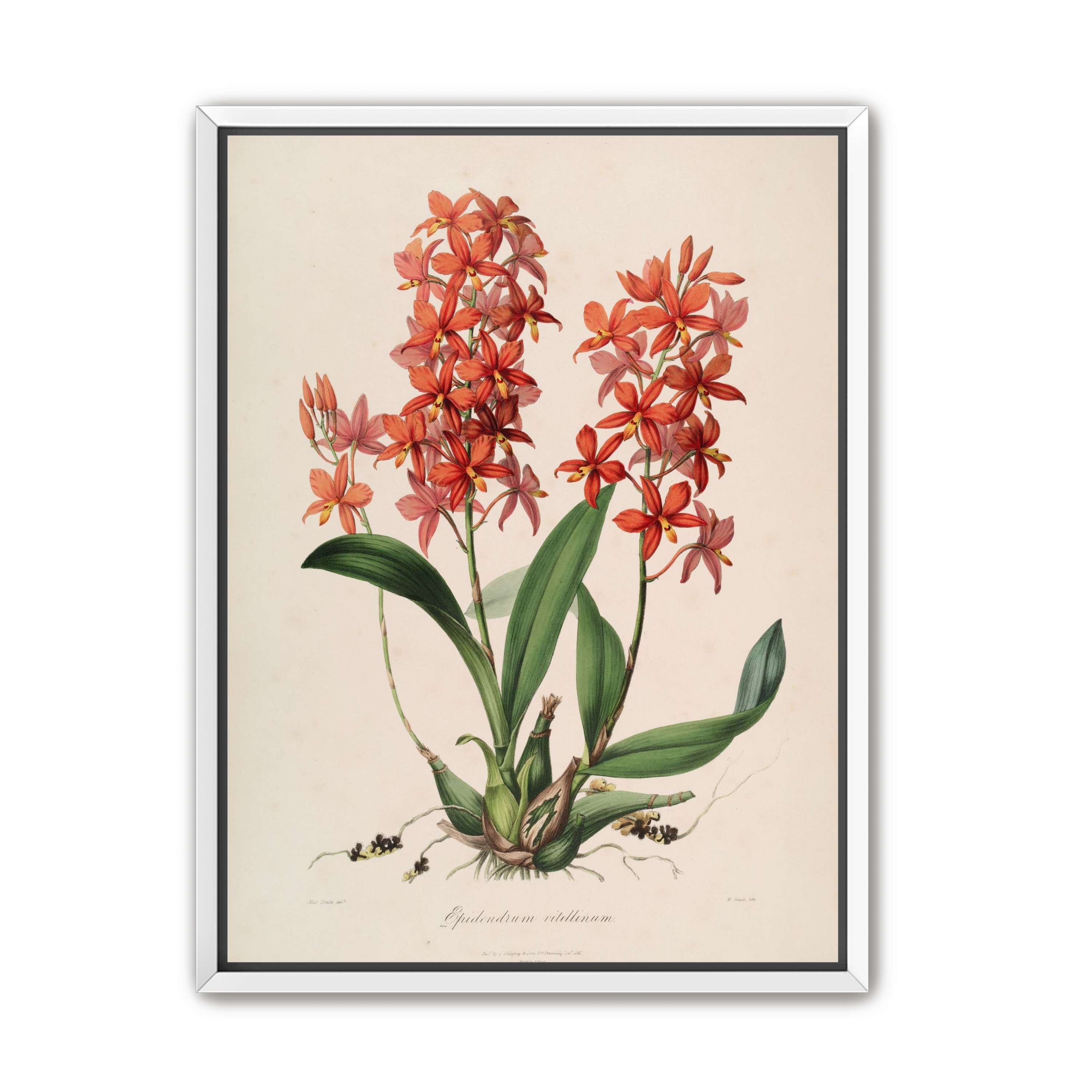 Red orchids on white paper