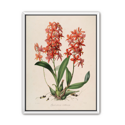 Red orchids on white paper