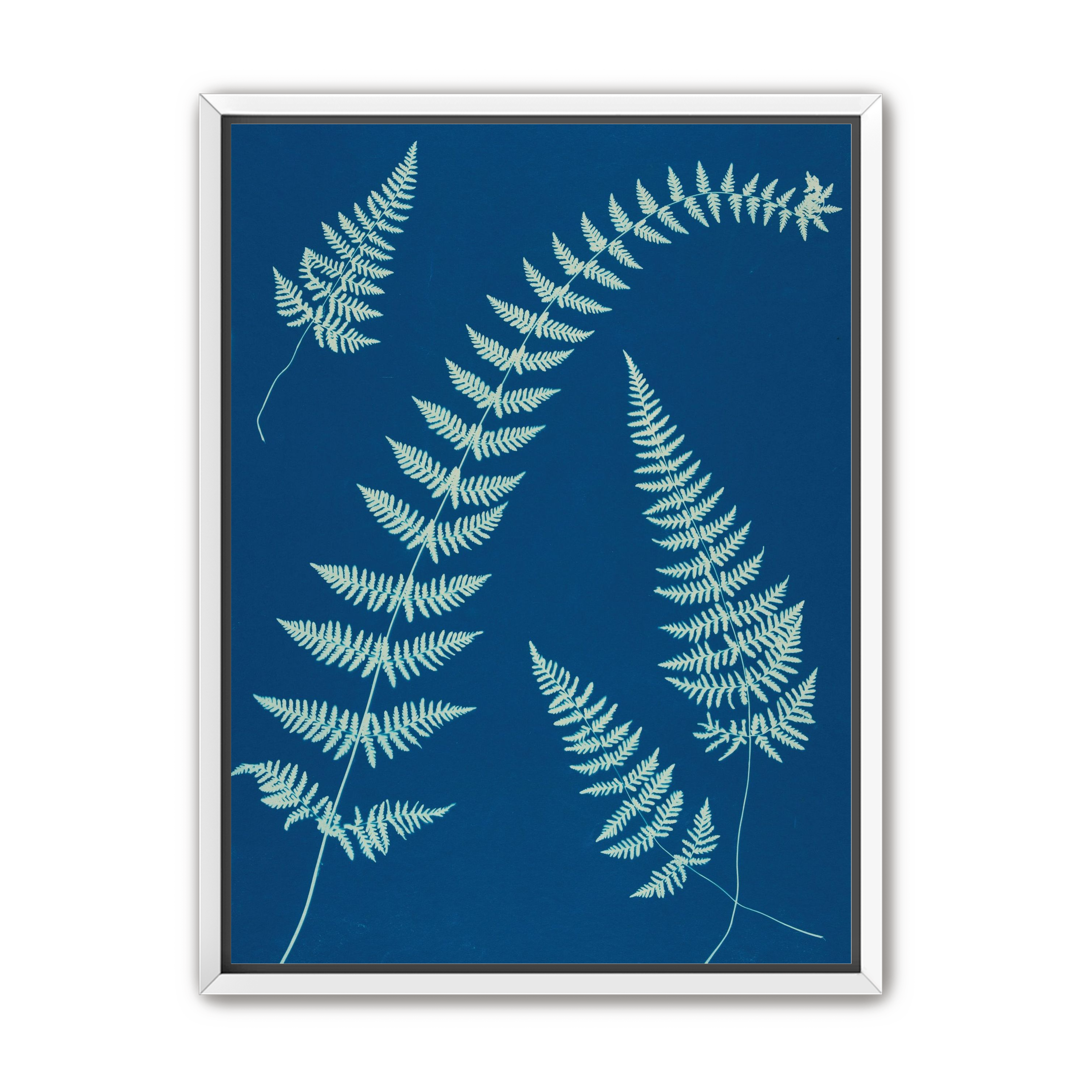 Fern shadows in blue