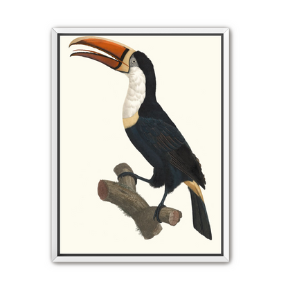 Hornbill on cut branch