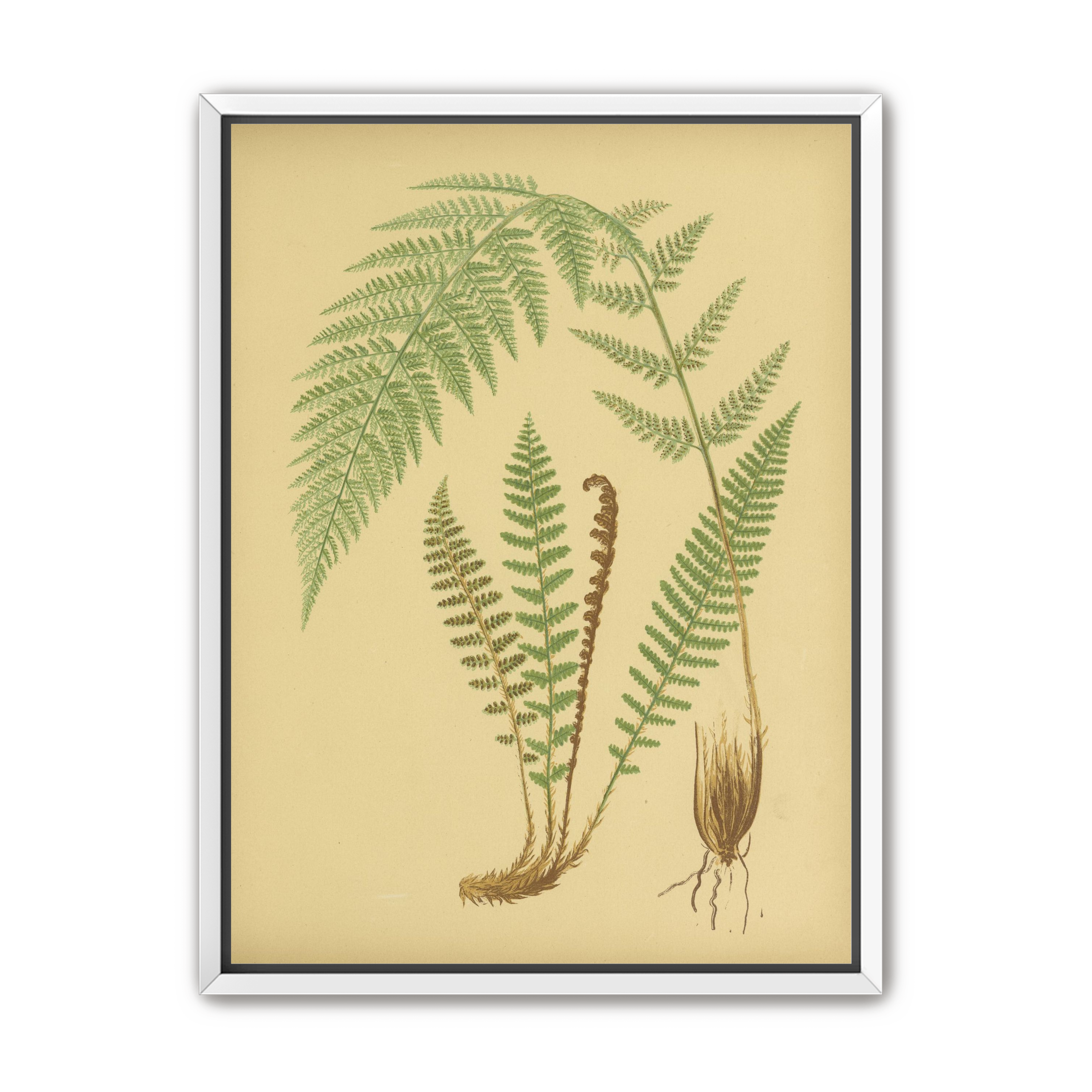 Fern fronds on tan paper