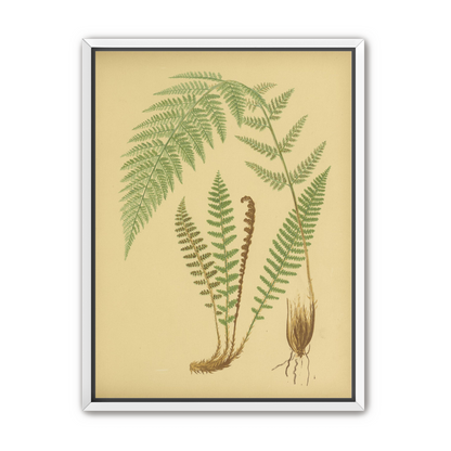 Fern fronds on tan paper
