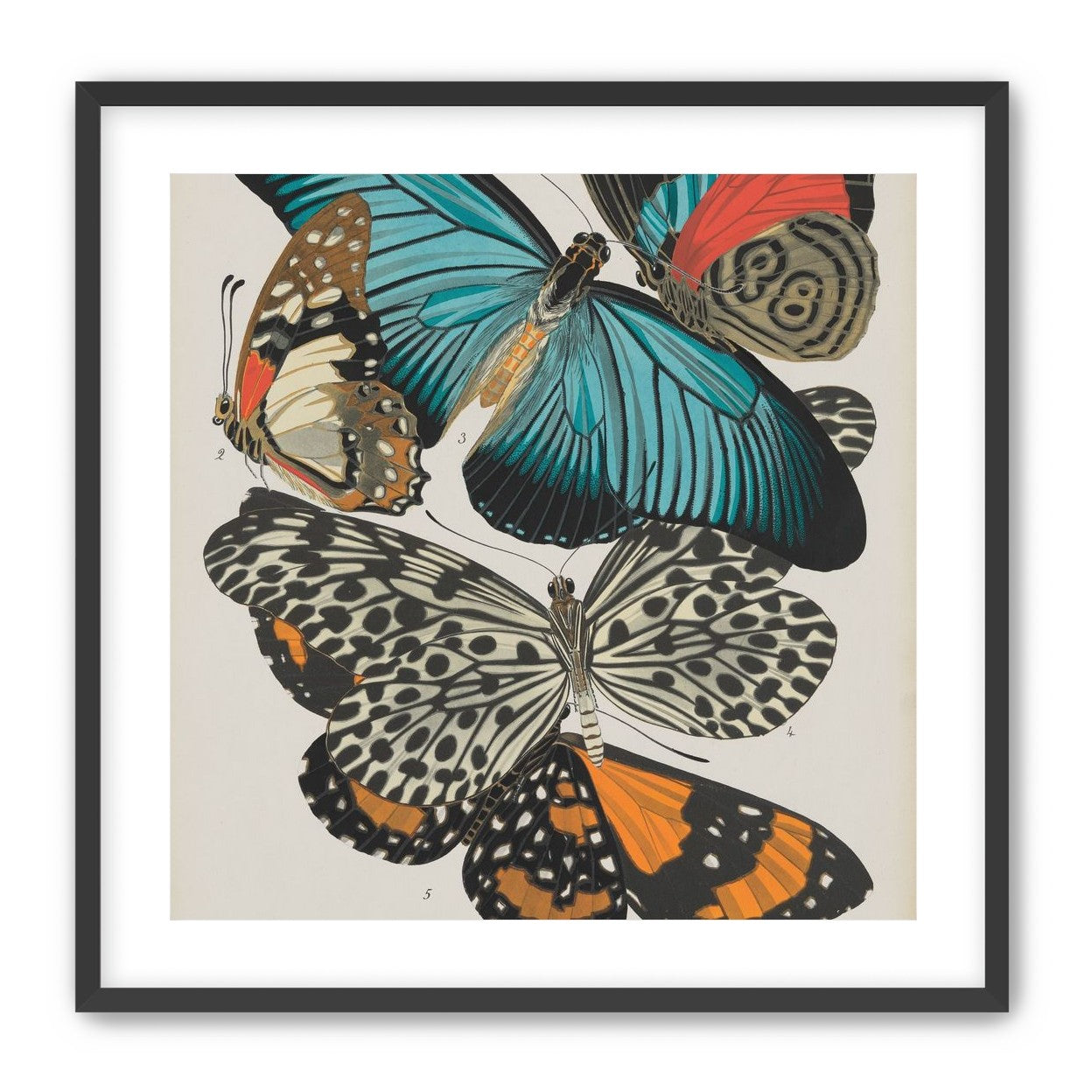 Turquoise wings over orange velvet