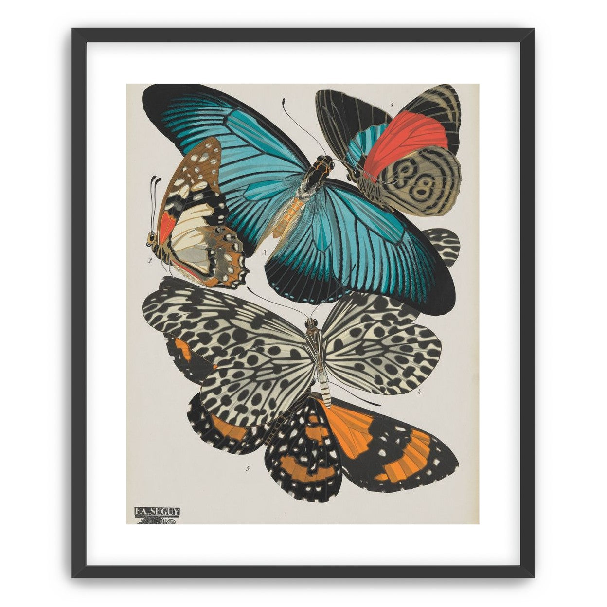 Turquoise wings over orange velvet