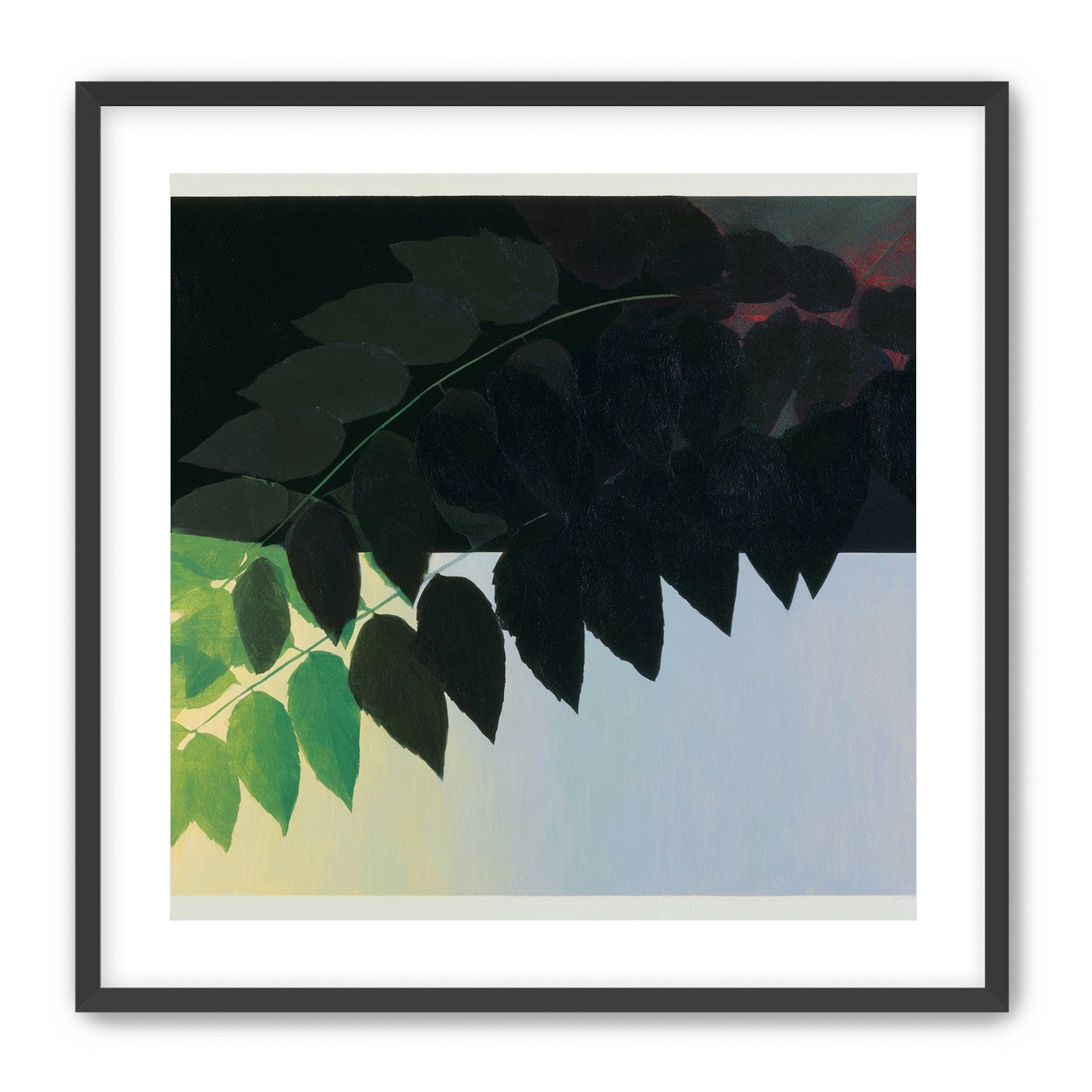 Leaves crossing into shadow