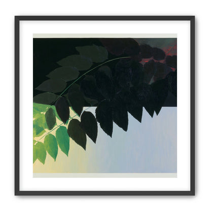 Leaves crossing into shadow