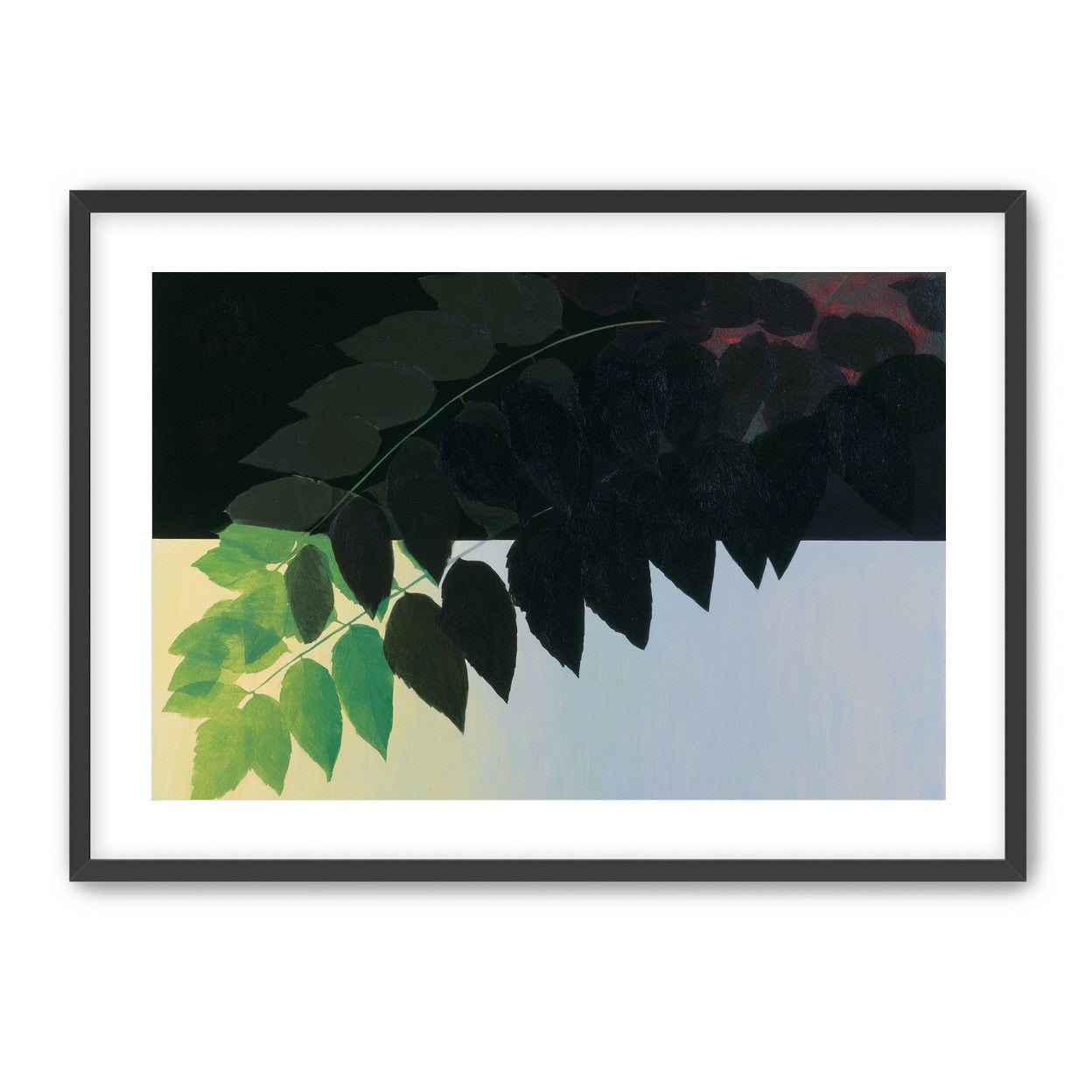 Leaves crossing into shadow