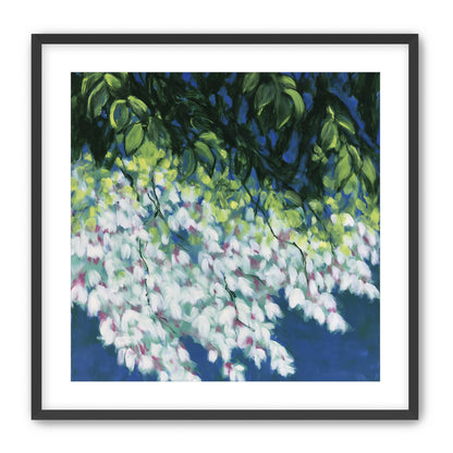 White blossoms in blue shade