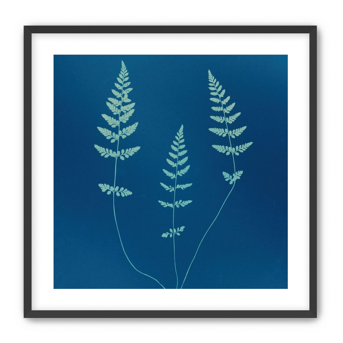 Three ferns in blue