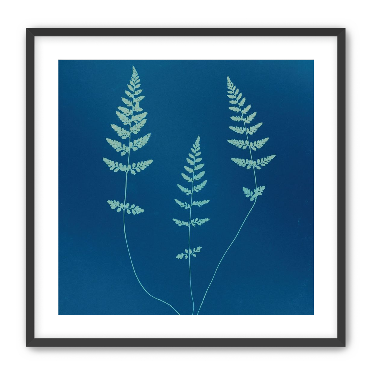 Three ferns in blue