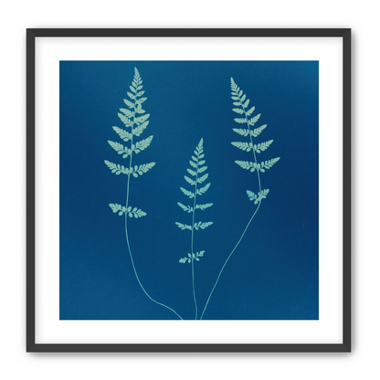 Three ferns in blue