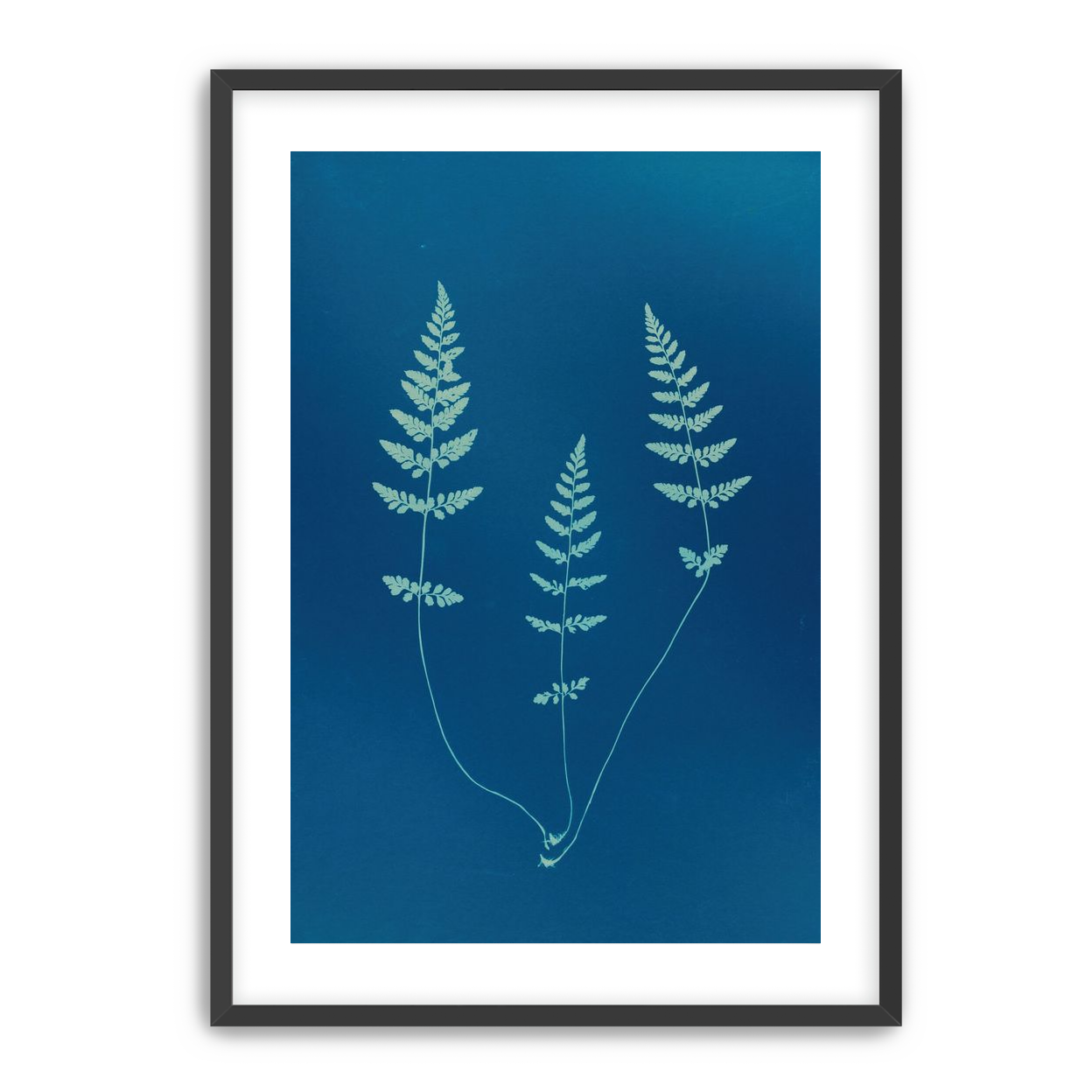 Three ferns in blue