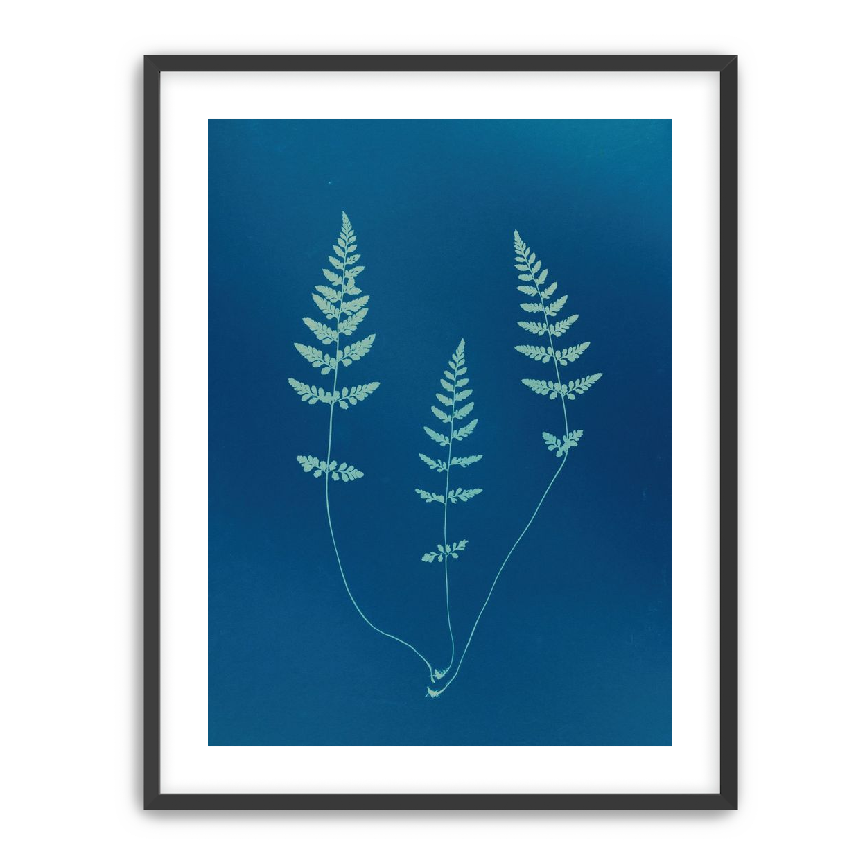 Three ferns in blue