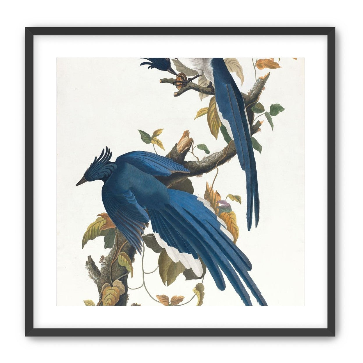 Butterfly under blue beaks