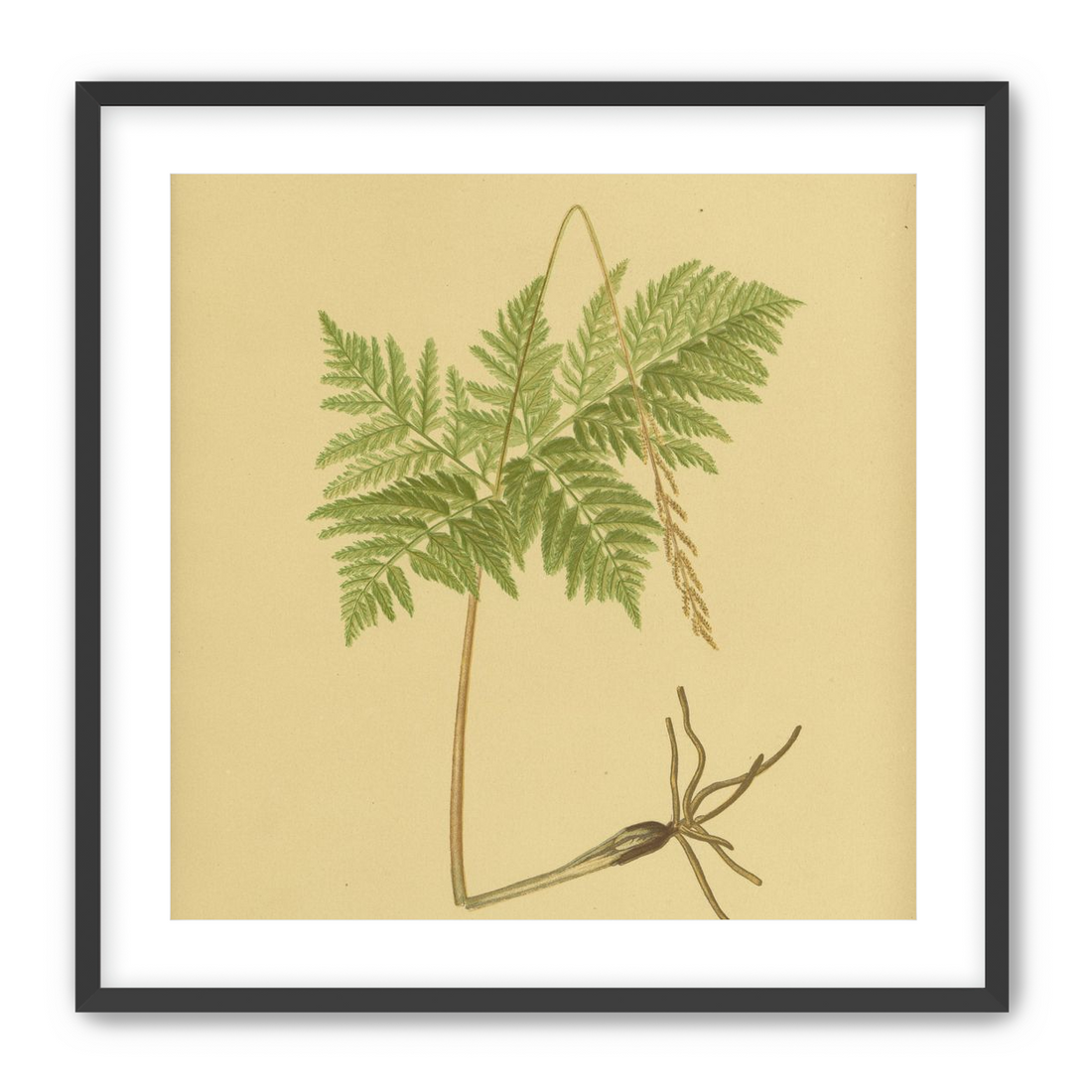 Fern fronds above bare roots